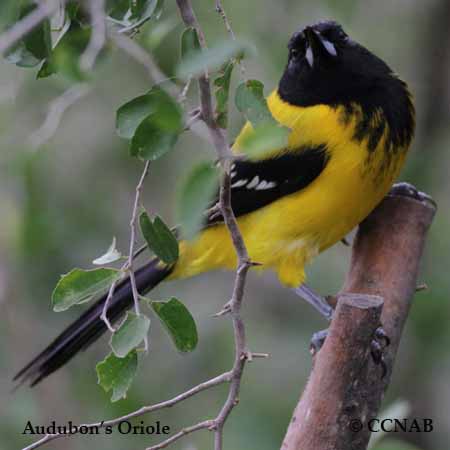 Birds of North America