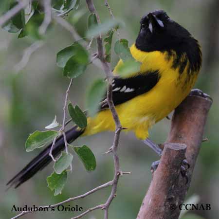 Audubon's Oriole