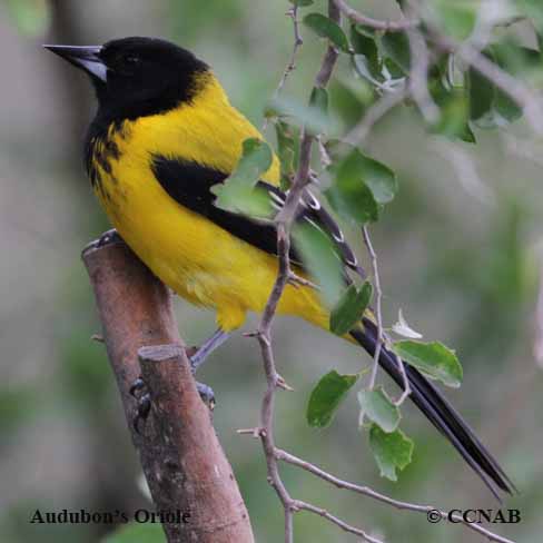 Audubon's Oriole