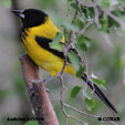 Audubon's Oriole range map