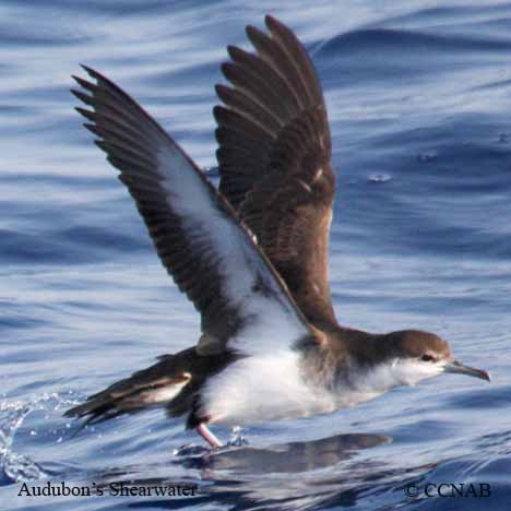 Birds of North America