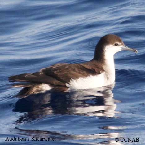 Birds of North America