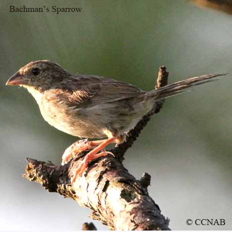 Bachman's Sparrow