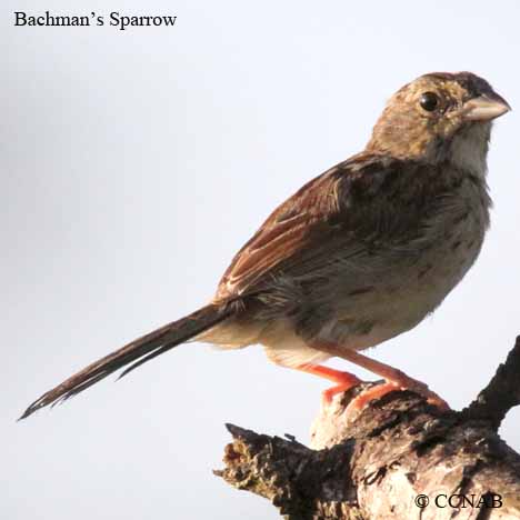 Bachman's Sparrow