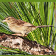 Bachman's Sparrow