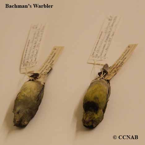 Bachman's Warbler