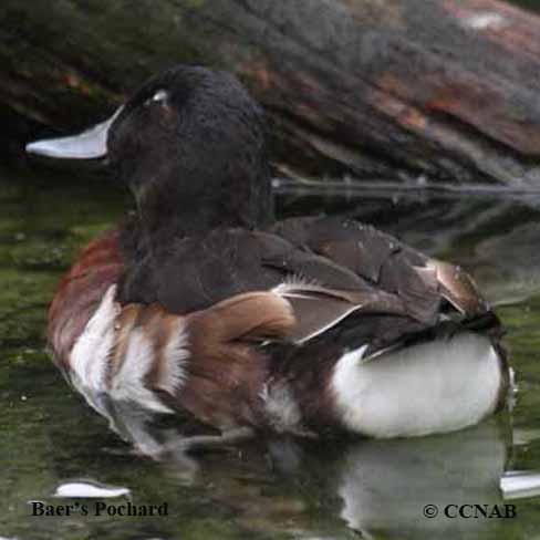 North American Exotic Ducks