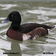 Baer's Pochard range map