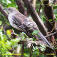 Bahama Mockingbird range map