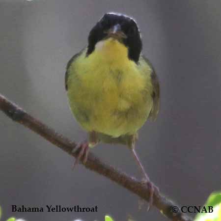 Birds of North America
