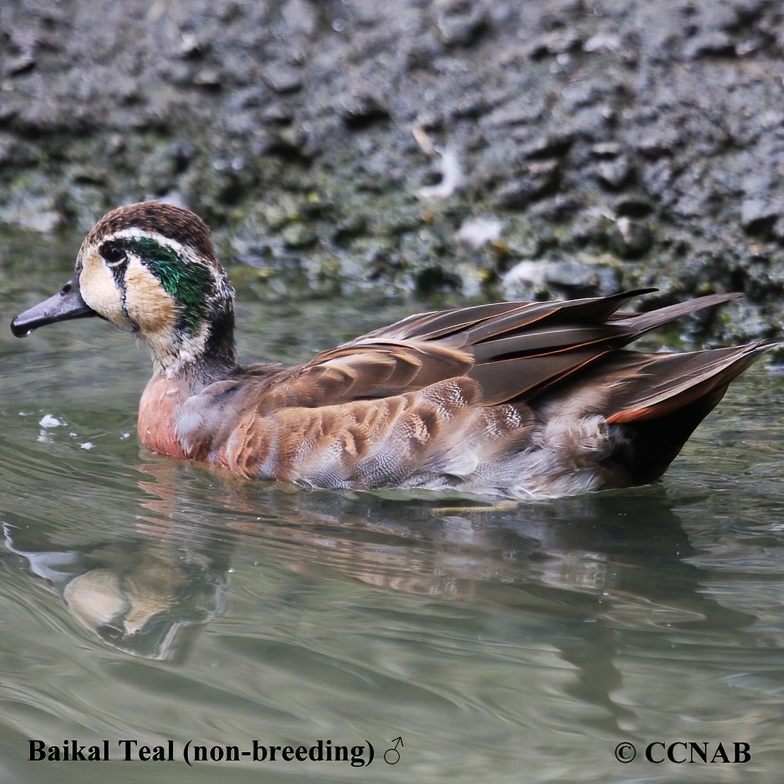 Baikal Teal