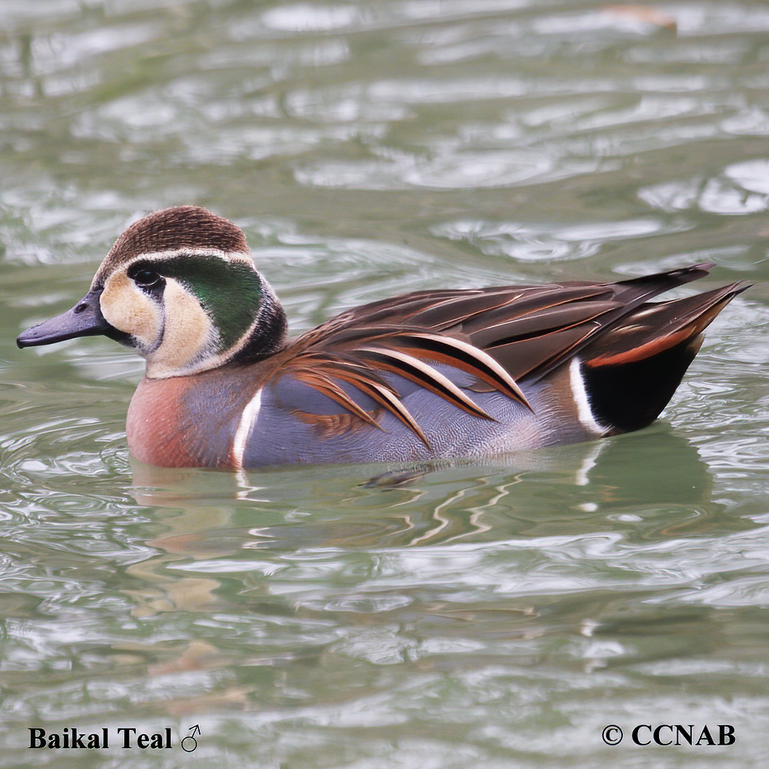 Baikal Teal