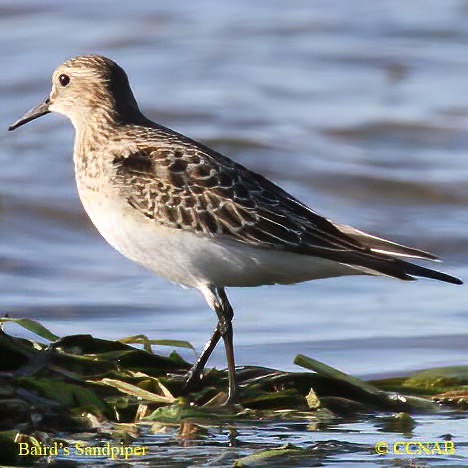 Baird's Sandpiper