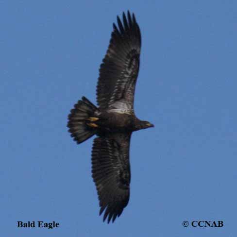 CCNAB