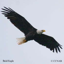 Bald Eagle range map