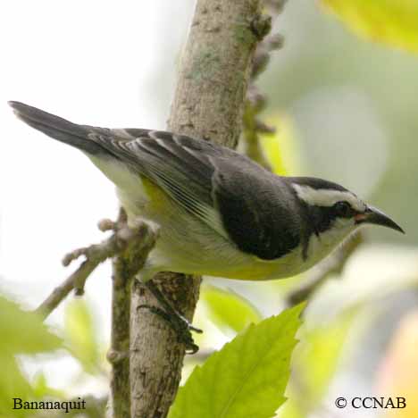 Bananaquit