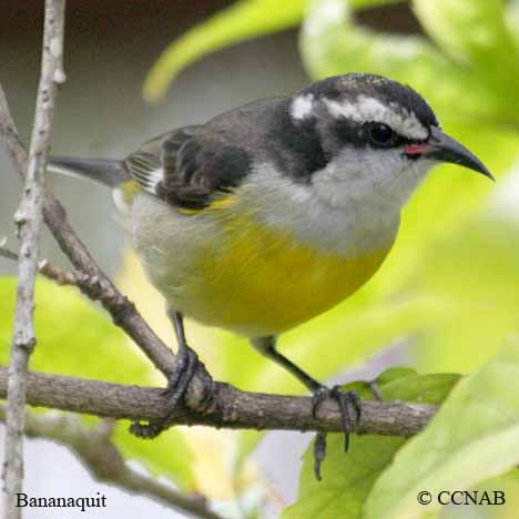 Bananaquit