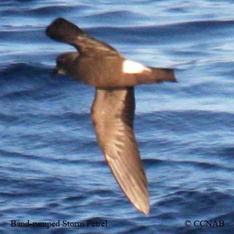 Band-rumped Storm-Petrel