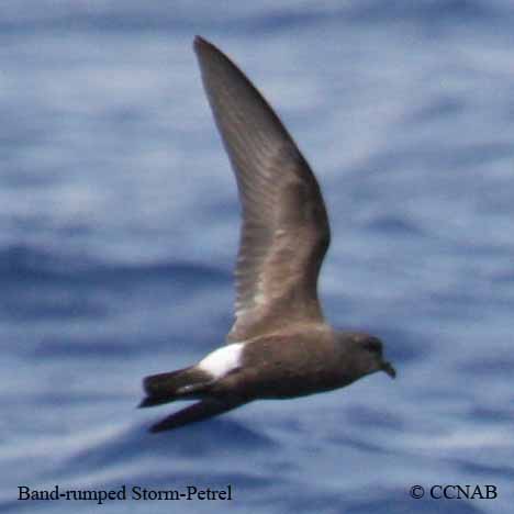 Birds of North America