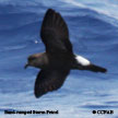 Band-rumped Storm-Petrel