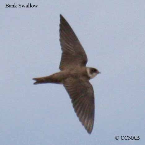 North American SWallows