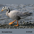 Bar-headed Goose map