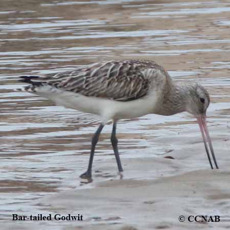 Bar-tailed Godwit