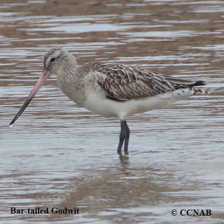 Bar-tailed Godwit