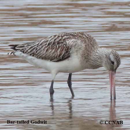 Bar-tailed Godwit