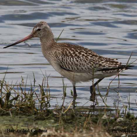 Birds of North America