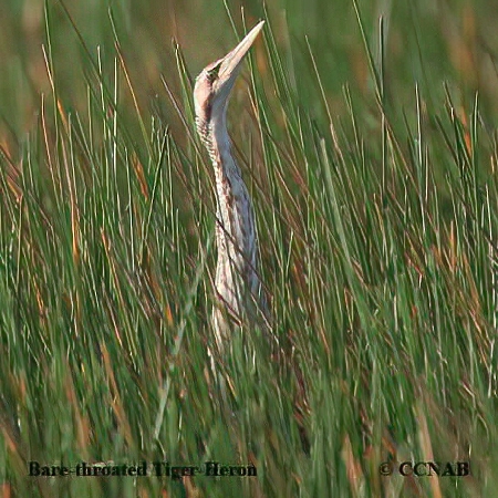 Birds of North America