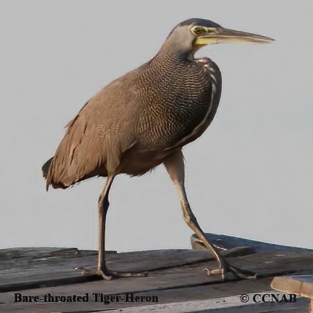 Birds of North America