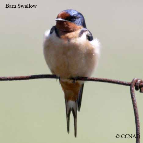 North American Swallows