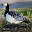 Barnacle Goose range map