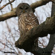 Barred Owl range map