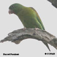 Barred Parakeet