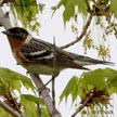 Bay-breasted Warbler range map