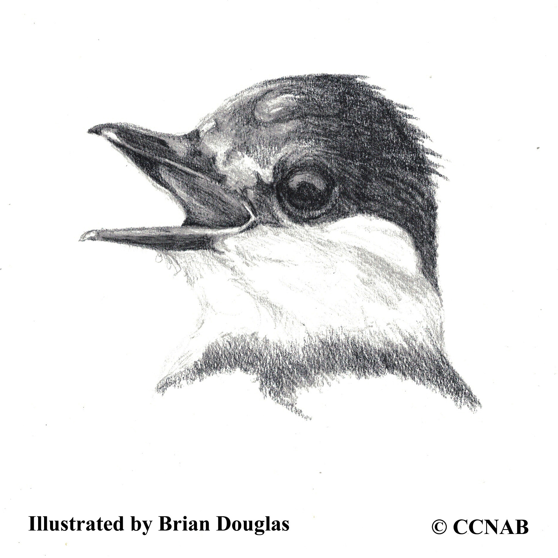 becards