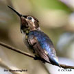 Bee Hummingbird