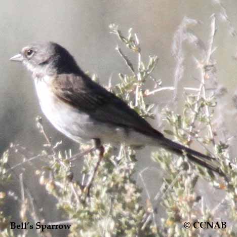Bell's Sparrow