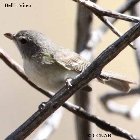 Bell's Vireo