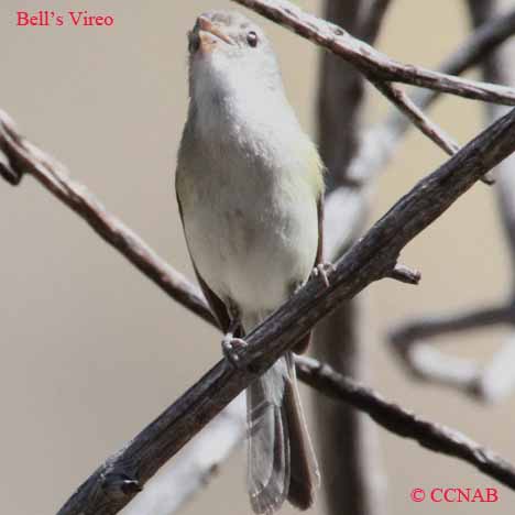 Bell's Vireo