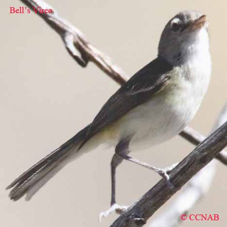 vireos