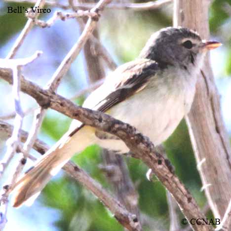 Bell's Vireo