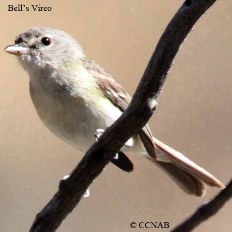 Bell's Vireo
