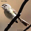 Bell's Vireo range map