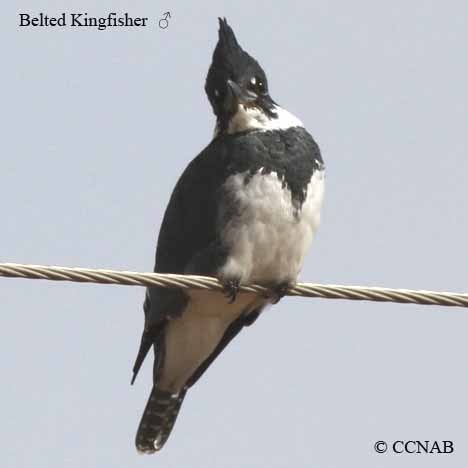 Belted Kingfisher