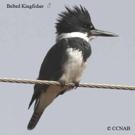 Belted Kingfisher