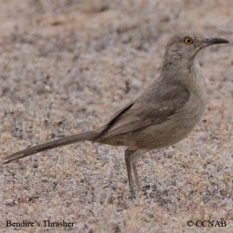 Birds of North America