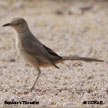 Bendire's Thrasher